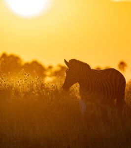 Zebra silhouetted against a golden sunset on the savannah.