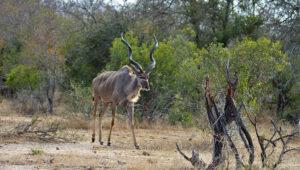 A male greater kudu with distinctive spiral horns walks through the dry bushveld of Kruger National Park, South Africa.