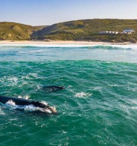 Two whales spotted from a boat cruise in the ocean along the shores of the Garden Route.