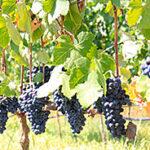 Bunch of dark grapes on the vine in a Stellenbosch vineyard.