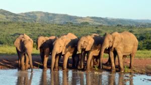 A herd of elephants gathered at a waterhole on a game drive in Hluhluwe, South Africa.