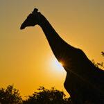 Silhouette of an african giraffe against a golden sunset.