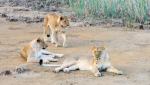 Lions resting together in Kariega Game Reserve.