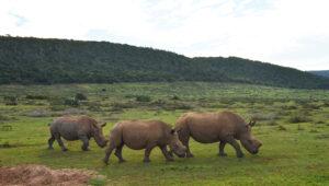 Three rhinoceros, part of the big 5, eating grass in Kariega.
