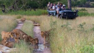Lions spotted on a game drive at Londolozi Game Reserve, South Africa.
