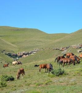 Horses grazing on grassy hills in the Drakensberg Mountains, South Africa.