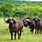 Buffalo herd grazing in the wetlands of iSimangaliso Wetland Park.