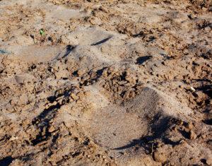 Elephant tracks in the sand.