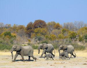A herd of elephants with two calves walking across an open plain in Africa.