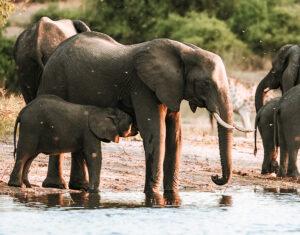 Mother elephant nurses calf on South African safari