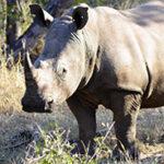 White rhino close-up in iSimangaliso Wetland Park.