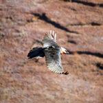 Bearded Vulture soaring above the Drakensberg Mountain Range.