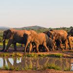 Elephant herd at a waterhole.