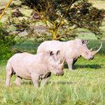 White rhino in Hluhluwe-iMfolozi Park.