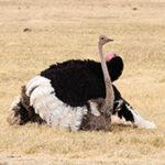 Ostrich in the Klein Karoo landscape.
