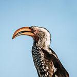 Southern yellow-billed hornbill against a blue sky in Kruger.