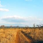 Dirt road stretching through the golden grasslands of Kruger National Park.
