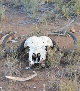 African buffalo skull and horns on the ground in the bush.