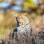 Leopard resting in high grass in Arathusa Game Reserve.