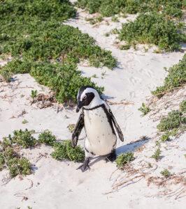An African Penguin walking in the white sand of Boulders Beach.