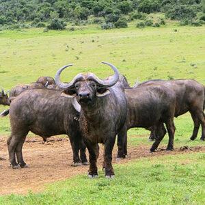 Buffalo herd eating grass in the Addo Elephant Park.