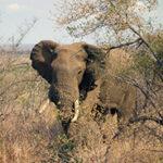 African elephant in dense brush, ideal for small group safaris in Kenya.