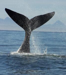Whale tail rising above the ocean near Plettenberg Bay on the southern coast of South Africa.