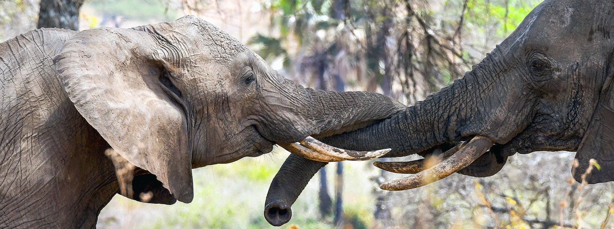 Two elephants touching trunks and entwining tusks in a greeting in the bush.