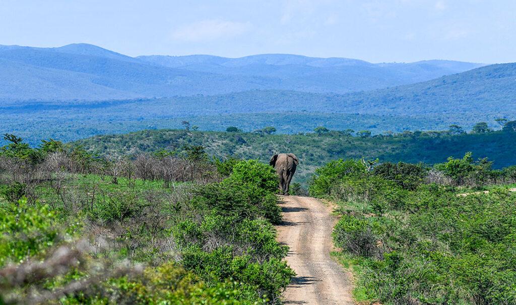 Elephant walking along a dirt road through the green hills of Hluhluwe-iMfolozi Park.