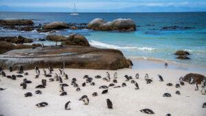 African penguins on the beach at Boulders Beach, Cape Town, South Africa.