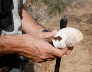 Safari guide holding a shell during a bush walk at Balule Nature Reserve.
