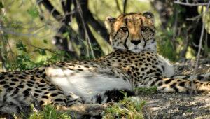 Cheetah resting under a bush in the Hluhluwe Game Reserve.