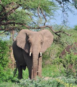 An elephant in the bush of the Madikwe Game Reserve.