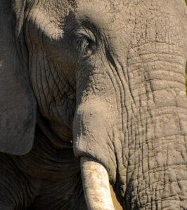 Close-up of an elephant's eye and tusk at Timbavati Game Reserve, South Africa.