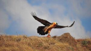 Bearded vulture with prey on a rocky outcrop in the Drakensberg Mountains, South Africa.