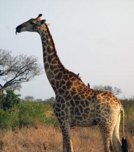 Giraffe with oxpecker birds on a game drive in Timbavati, South Africa.