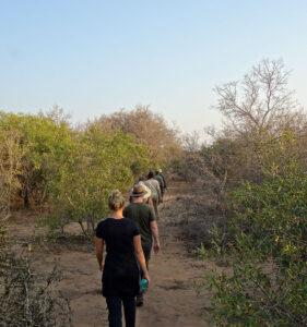 Small group following a guide along a sandy bush trail in Kruger Park in the late afternoon light.