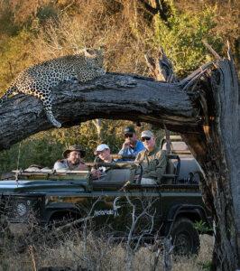 Leopard on a tree branch above a safari vehicle at MalaMala Game Reserve.