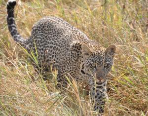 Leopard hunting in high grass in the Kruger National Park.