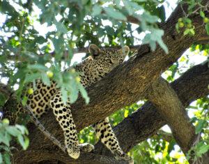 Leopard resting on a tree branch, a common sight on small group safaris in South Africa.