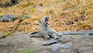 Leopard yawning while resting on a rock in Kruger National Park, South Africa.
