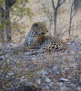 Leopard resting in the shade in the dry bush.