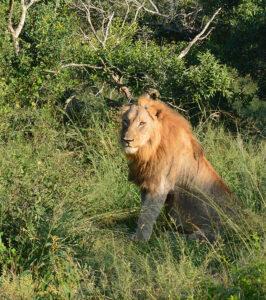 Male lion sitting in the grass in Hluhluwe Game Reserve.