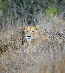 Lioness resting in tall grass in Kruger National Park, South Africa.