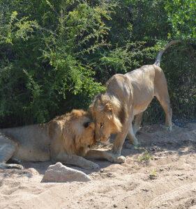 Two lions embracing in the sand.