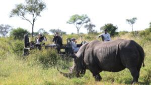 Guests on a photo safari observing rhinos in lush green bush at Londolozi game reserve.