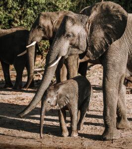 Mother elephant touching her calf at a waterhole, South Africa.