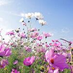 Cosmos flowers in bloom, on a beautiful sunny day.