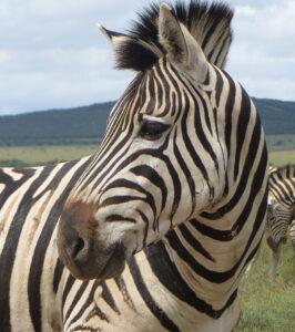 Close view of a zebra while on a self drive in Addo.