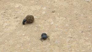 Two dung beetles rolling dung balls in Addo Elephant National Park
